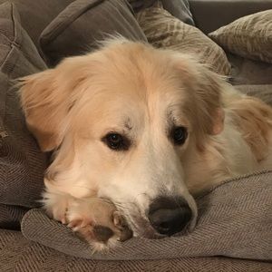 Meet your Posher, Jake